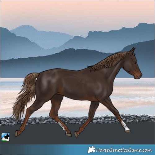 Horse Color:Liver Chestnut Sabino Rabicano 