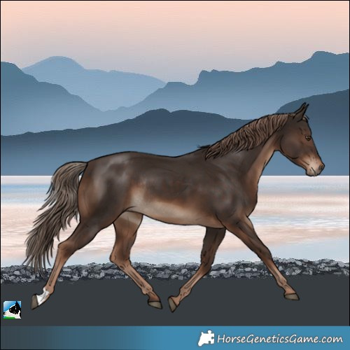Horse Color:Liver Chestnut Rabicano