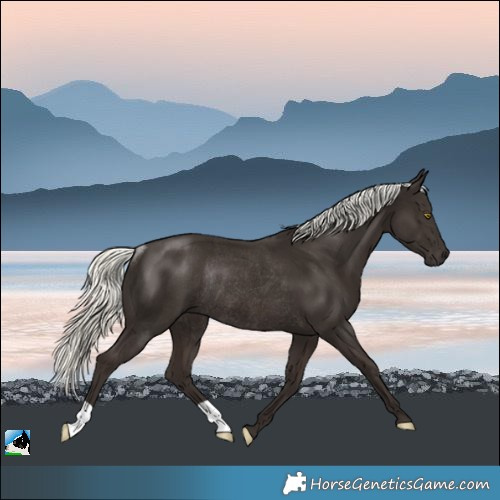 Horse Color:Liver Chestnut Mushroom Rabicano