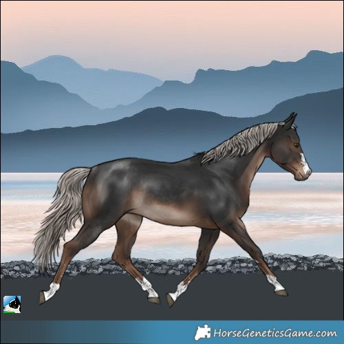 Horse Color:Liver Chestnut Mushroom Rabicano