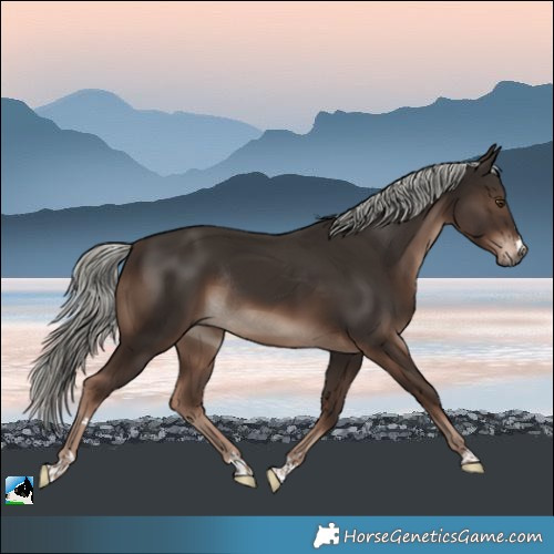 Horse Color:Liver Chestnut Mushroom Rabicano 