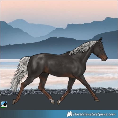 Horse Color:Liver Chestnut Mushroom Rabicano 