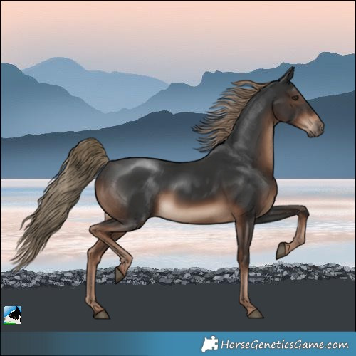 Horse Color:Liver Chestnut Rabicano