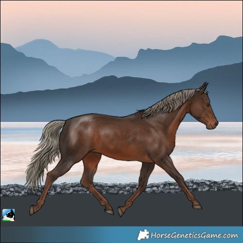 Horse Color:Liver Chestnut Mushroom Rabicano