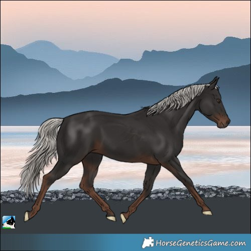 Horse Color:Liver Chestnut Mushroom Rabicano