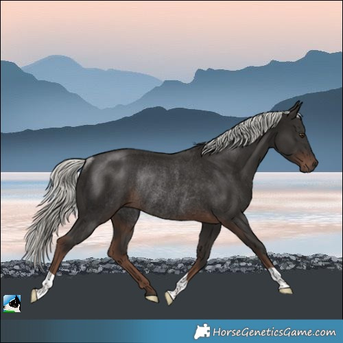 Horse Color:Liver Chestnut Mushroom Rabicano 