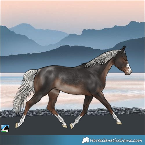 Horse Color:Liver Chestnut Mushroom Rabicano