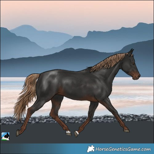 Horse Color:Liver Chestnut 