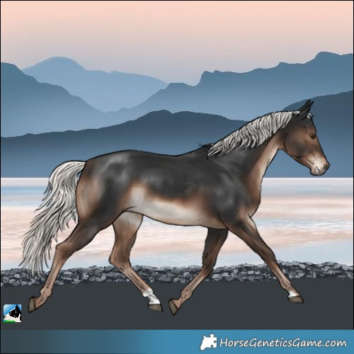 Horse Color:Liver Chestnut Mushroom Rabicano 