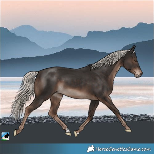 Horse Color:Liver Chestnut Mushroom Rabicano 
