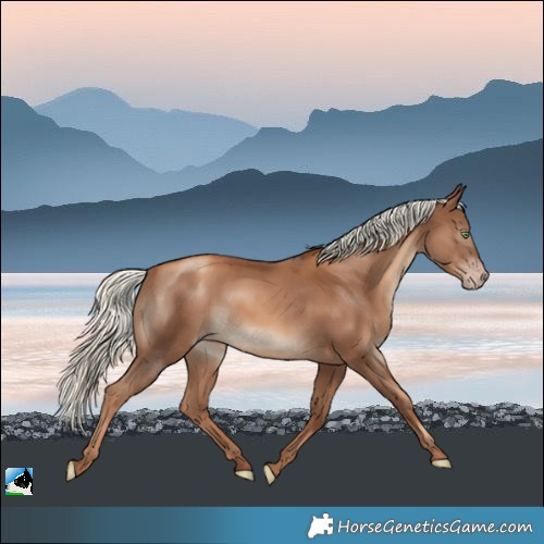 Horse Color:Gray Gold Champagne Mushroom