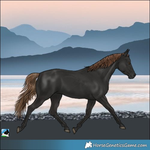 Horse Color:Liver Chestnut Rabicano