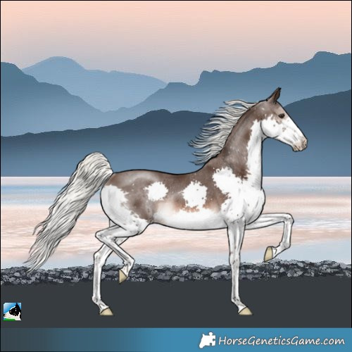 Horse Color:Liver Chestnut Mushroom Splash Rabicano