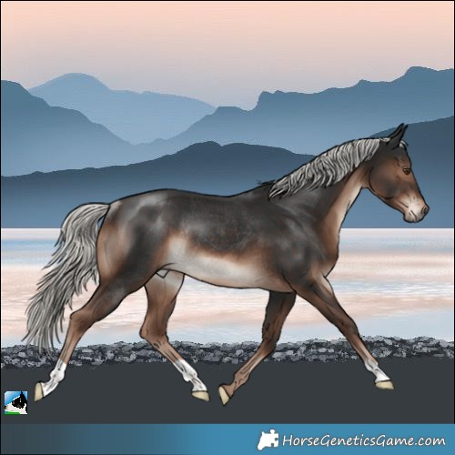 Horse Color:Liver Chestnut Mushroom Rabicano