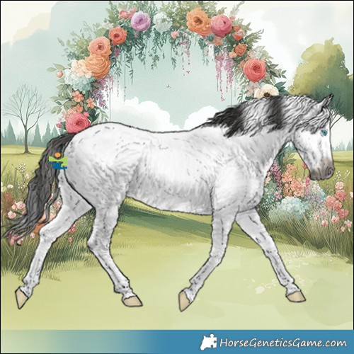 Horse Color:Gray White Spotted Smoky Black Splash Frame Appaloosa Rabicano 