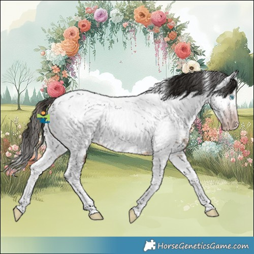 Horse Color:Gray White Spotted Amber Champagne Splash Appaloosa