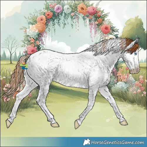 Horse Color:Gray White Spotted Smoky Grullo Pearl Sabino Splash Appaloosa 