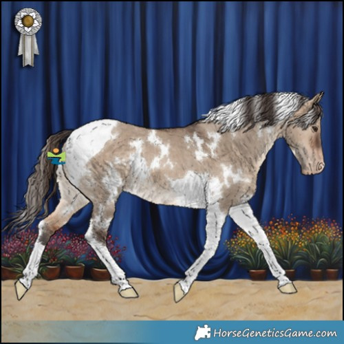 Horse Color:White Spotted Bay Dun Tobiano Appaloosa 