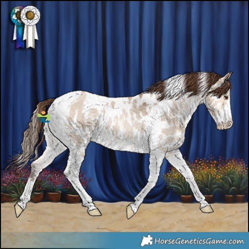 Horse Color:Bay Dun Sabino Tobiano Appaloosa Rabicano