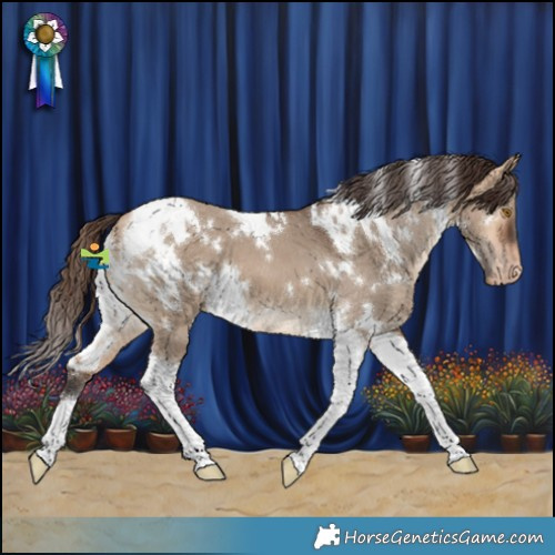 Horse Color:White Spotted Bay Dun Tobiano Appaloosa 