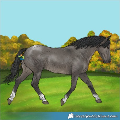 Horse Color:Grullo Tobiano Rabicano 