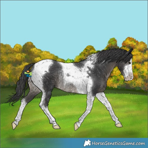 Horse Color:White Spotted Black Tobiano Rabicano 