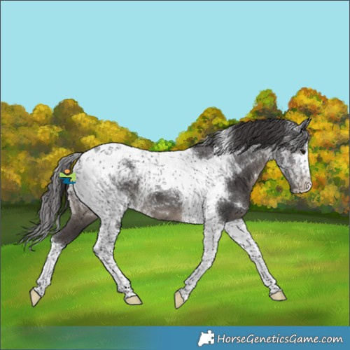 Horse Color:Smoky Black Tobiano 