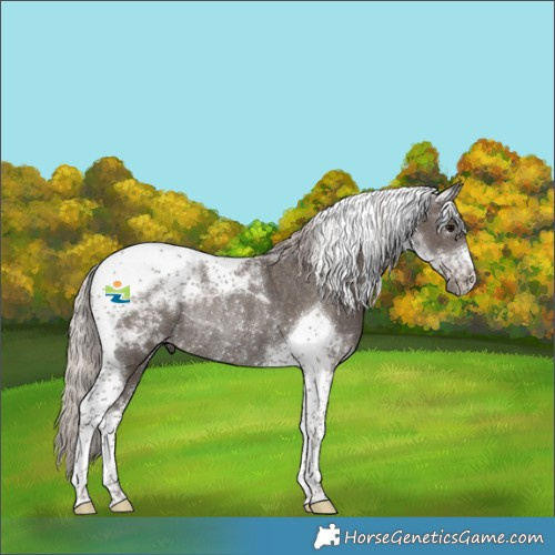 Horse Color:Silver Black Tobiano Rabicano 