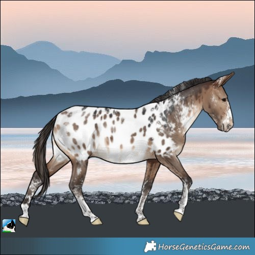 Horse Color:Powder White Brown Dun Near Leopard Brindle 