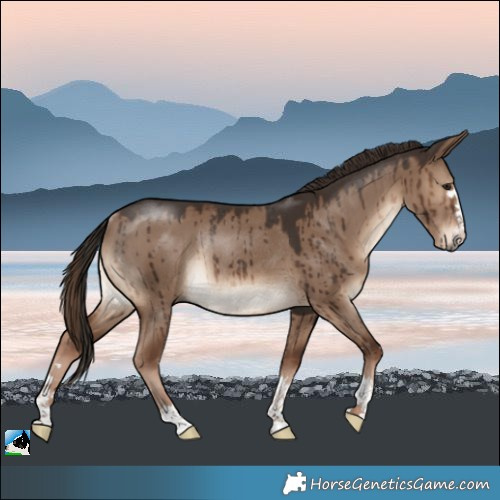 Horse Color:Liver Red Dun Rabicano Brindle 