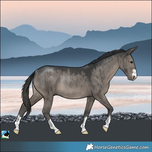 Horse Color:Grullo Rabicano Brindle 