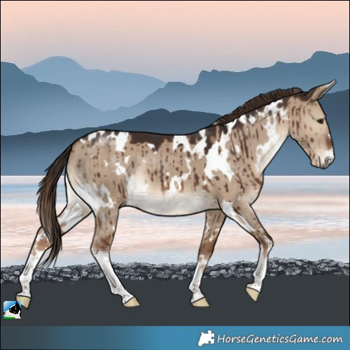 Horse Color:White Spotted Liver Red Dun Brindle 