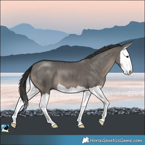 Horse Color:Grullo Splash Brindle 