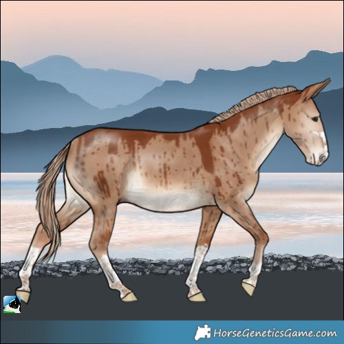 Horse Color:Red Dun Rabicano Brindle 