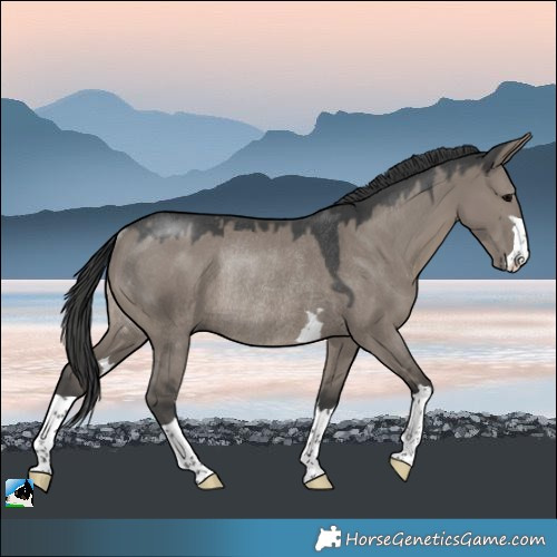 Horse Color:Grullo Rabicano 