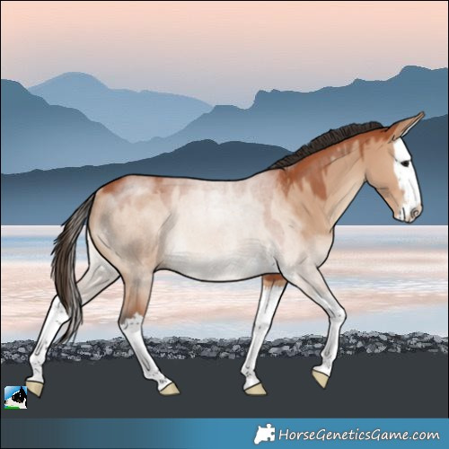 Horse Color:Bay Dun Splash Rabicano