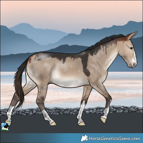 Horse Color:Bay Dun Splash Rabicano