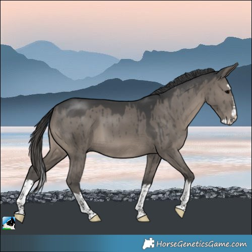 Horse Color:Grullo Splash Brindle 