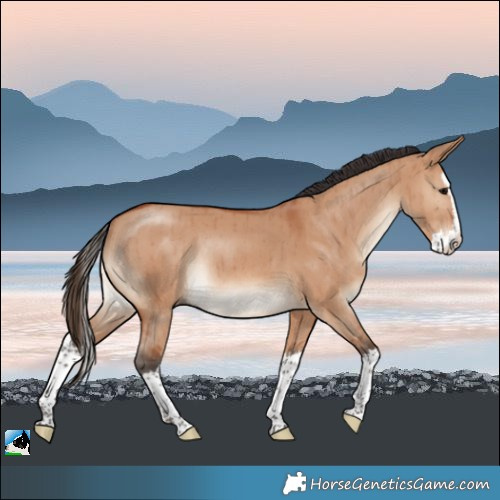 Horse Color:Bay Dun Splash Rabicano Brindle 