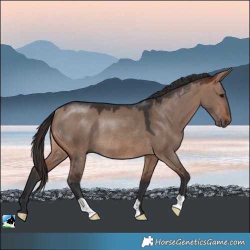 Horse Color:Brown Dun Mushroom Rabicano 