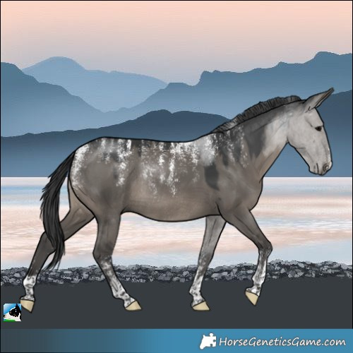 Horse Color:Powder White Grullo Rabicano 