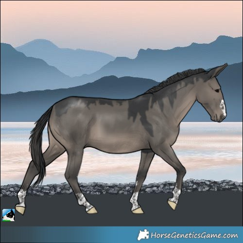 Horse Color:Grullo 