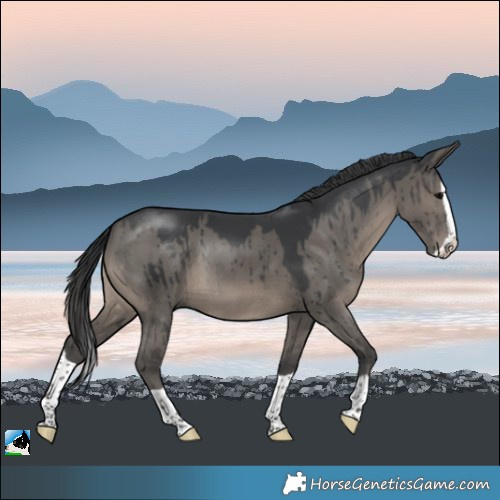 Horse Color:Grullo Splash Rabicano Brindle 