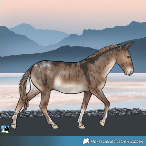 Horse Color:Powder White Liver Red Dun Rabicano Brindle 