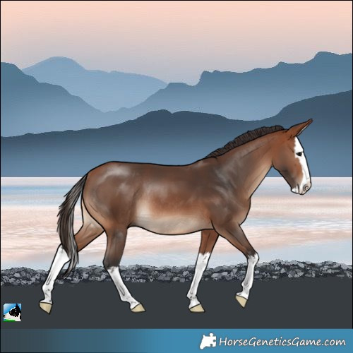 Horse Color:Bay Splash Rabicano 