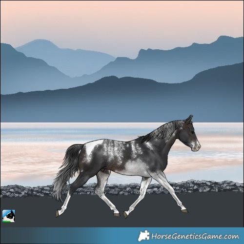 Horse Color:Powder White Brown Tobiano Rabicano 