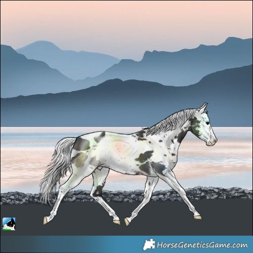 Horse Color:Brown Harlequin Merle Splash Tobiano Rabicano