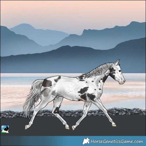 Horse Color:Brown Harlequin Merle Splash Tobiano Rabicano