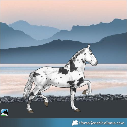 Horse Color:Black Harlequin Merle Tobiano Rabicano 