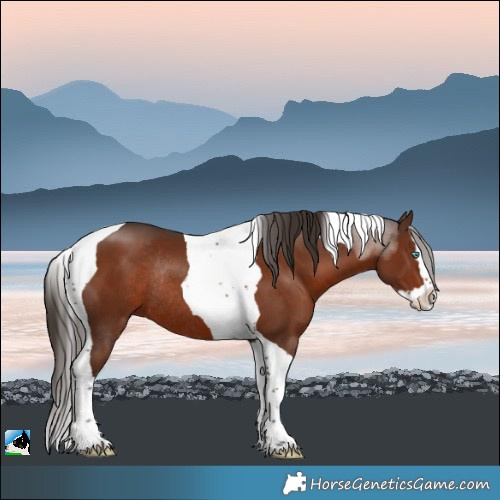 Horse Color:White Spotted Liver Chestnut Splash Tobiano Rabicano